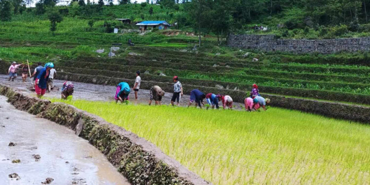 सोलुखुम्बुको धान रोपाइँ ४८ प्रतिशत, कोशी  प्रदेशमा ३४ प्रतिशत सकियो 