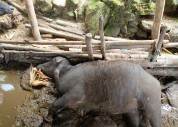 थुलुङ दुधकोशीमा चट्याङ लागेर पशुचौपायामा क्षति