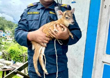 सोलुखुम्बुमा प्रहरीले गर्याे, मृगको बच्चा उद्धार