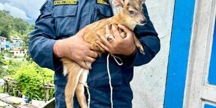 सोलुखुम्बुमा प्रहरीले गर्याे, मृगको बच्चा उद्धार