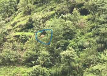 दिउँसै बाघ देखियाे सोलुखुम्बुमा