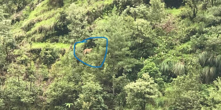 दिउँसै बाघ देखियाे सोलुखुम्बुमा