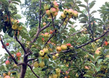 धनकुटाको सुक्खाग्रस्त बन्दुकेडाँडामा फलेका लटरम्म स्याउ