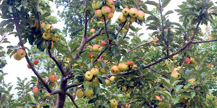 धनकुटाको सुक्खाग्रस्त बन्दुकेडाँडामा फलेका लटरम्म स्याउ
