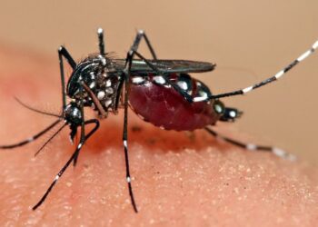 हिमालमा देखीयाे  डेँगुकाे प्रकाेप, सोलुुखुम्बुमा ४ जना सङ्क्रमित