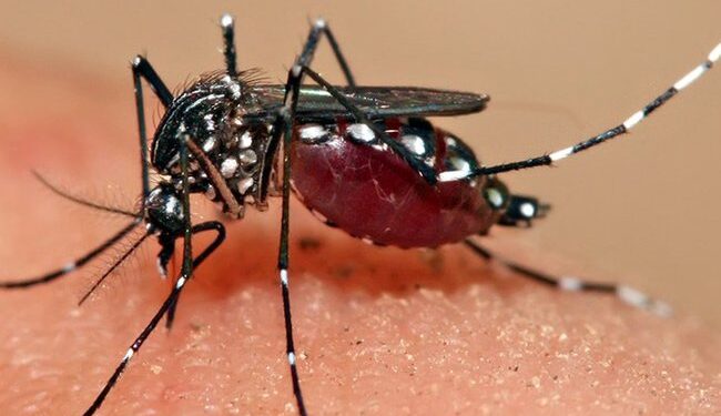 हिमालमा देखीयाे  डेँगुकाे प्रकाेप, सोलुुखुम्बुमा ४ जना सङ्क्रमित