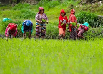 खोटाङ्ग : यस वर्षको धान रोपाइँ ७६ प्रतिशत सकियो, सबैभन्दा धेरै दिक्तेलमा