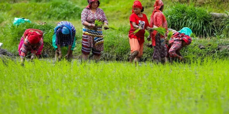 खोटाङ्ग : यस वर्षको धान रोपाइँ ७६ प्रतिशत सकियो, सबैभन्दा धेरै दिक्तेलमा