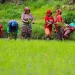 खोटाङ्ग : यस वर्षको धान रोपाइँ ७६ प्रतिशत सकियो, सबैभन्दा धेरै दिक्तेलमा