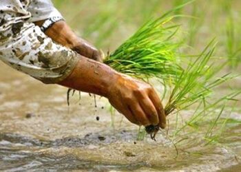 खोटाङमा यस वर्षको धान रोपाइँ ३७ प्रतिशत, सबैभन्दा धेरै दिक्तेल रूपाकोटमा