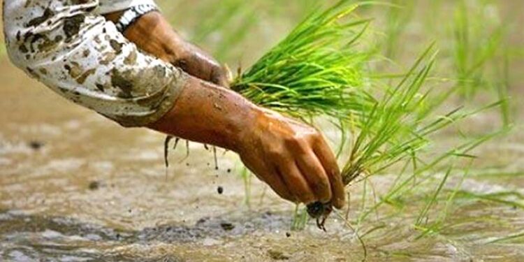 खोटाङमा यस वर्षको धान रोपाइँ ३७ प्रतिशत, सबैभन्दा धेरै दिक्तेल रूपाकोटमा