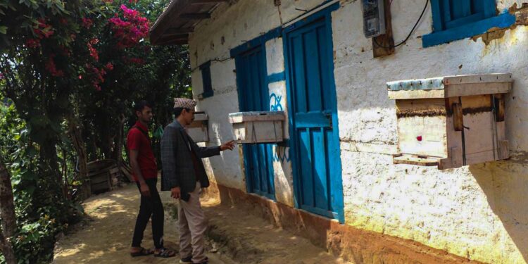 व्यावसायिक मौरीपालनमा जुटे भोजपुर बैकुण्ठेका स्थानीय