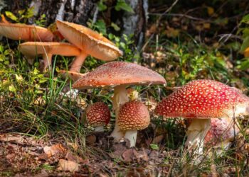 जंगली च्याउ खाँदा एकै परिवारका सातजना बिरामी