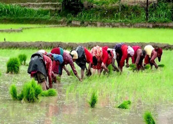 कोशी प्रदेश : सोलुखुम्बु सहित ३ जिल्लामा ४४ प्रतिशत धान रोपाई