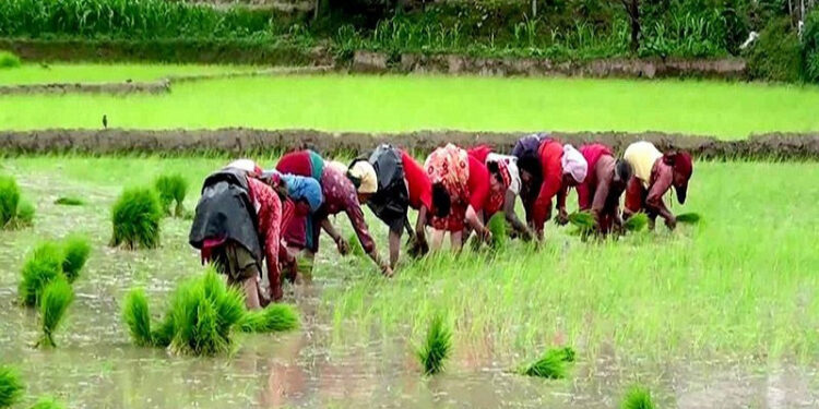 कोशी प्रदेश : सोलुखुम्बु सहित ३ जिल्लामा ४४ प्रतिशत धान रोपाई
