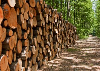  सोलुखुम्बुका काठ उत्पादन १ सय २६ प्रतिशत बढ्यो, राजस्व मात्रै झण्डै २ करोड 