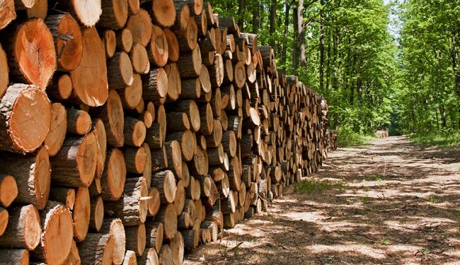  सोलुखुम्बुका काठ उत्पादन १ सय २६ प्रतिशत बढ्यो, राजस्व मात्रै झण्डै २ करोड 