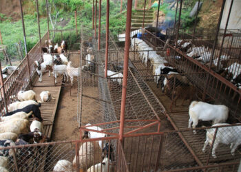 रामेछापमा गोठमा बाँधेका ३ वटा खसी चोर्ने एक जना पक्राउ