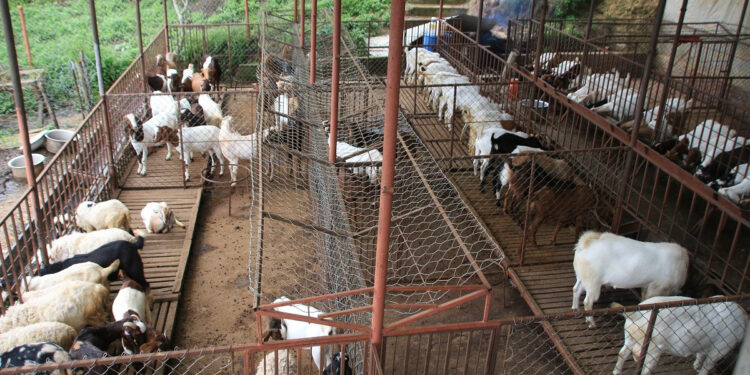 रामेछापमा गोठमा बाँधेका ३ वटा खसी चोर्ने एक जना पक्राउ