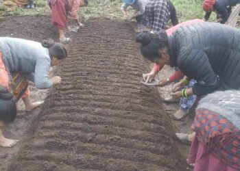 सोलुदुधकुण्ड नगरपालिका ७ मा खेतबारीमै कृषक पाठशाला