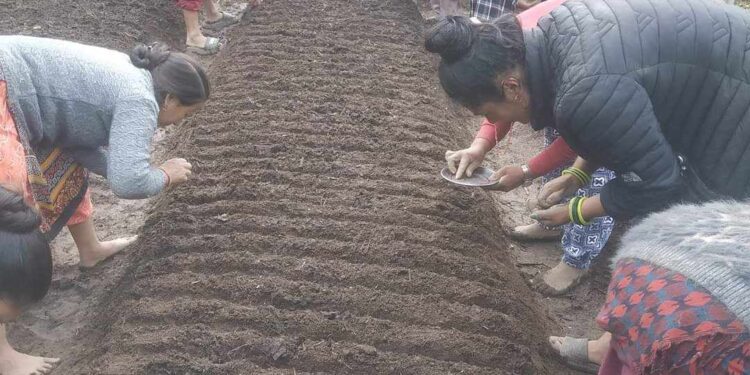 सोलुदुधकुण्ड नगरपालिका ७ मा खेतबारीमै कृषक पाठशाला