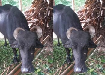  तिङ्लाका बस्नेतको लैनो भैँसी गोठमै मर्यो, २ लाखको घाटा 