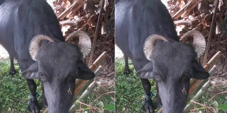  तिङ्लाका बस्नेतको लैनो भैँसी गोठमै मर्यो, २ लाखको घाटा 