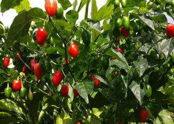 अकबरे खुर्सानी खेतीबाट मनग्य आम्दानी लिदै कार्की