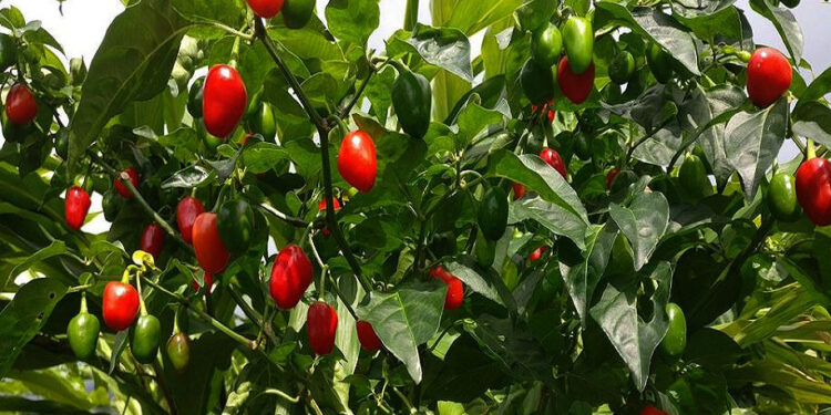 अकबरे खुर्सानी खेतीबाट मनग्य आम्दानी लिदै कार्की