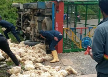  ब्रोइलर बोकेर सोलुखुम्बु आउँदै गरेको बोलेरो दुर्घटना, मानवीय क्षति भएन 