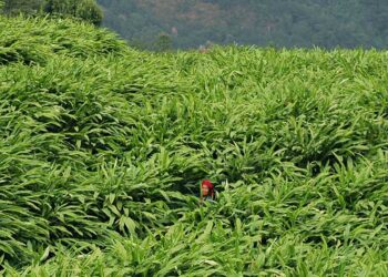 सङ्खुवासभा र भोजपुरमा अलैँची र सुन्तला उत्पादन बढाउन सुपर जोन कार्यक्रम