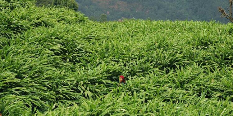 सङ्खुवासभा र भोजपुरमा अलैँची र सुन्तला उत्पादन बढाउन सुपर जोन कार्यक्रम