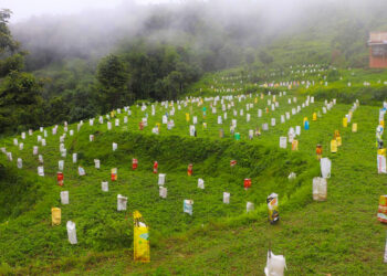 भोजपुरका किसान व्यावसायिक लोठसल्ला खेतीमा आकर्षित