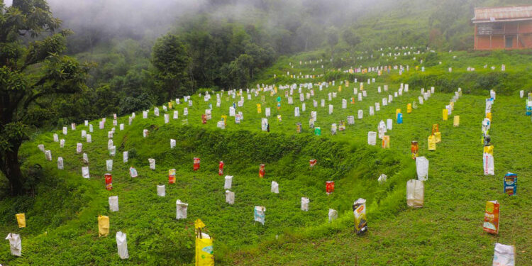 भोजपुरका किसान व्यावसायिक लोठसल्ला खेतीमा आकर्षित