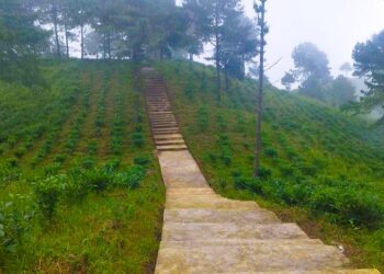 भोजपुरको आमचोकका खाली जग्गामा चियाखेती