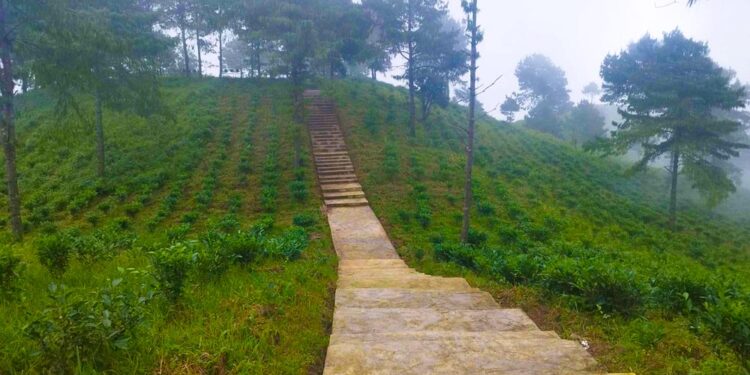 भोजपुरको आमचोकका खाली जग्गामा चियाखेती