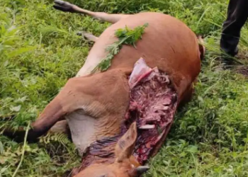 बाघको बढ्यो बिगबिगी: ओखलढुङ्गामा गोठ मै बाधेँको गाई मार्यो