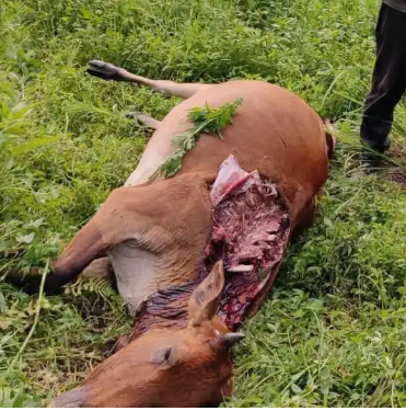 बाघको बढ्यो बिगबिगी: ओखलढुङ्गामा गोठ मै बाधेँको गाई मार्यो