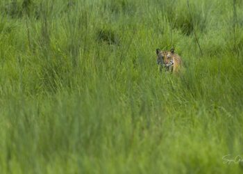 खोटाङमा बाघले गोठमै पशुचौपाय मार्न थालेपछि स्थानीय आतङ्कित