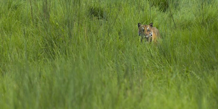 खोटाङमा बाघले गोठमै पशुचौपाय मार्न थालेपछि स्थानीय आतङ्कित