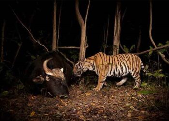 खोटाङमा बाघ आतंक : दुई दर्जन पशुचौपाय खाइसक्याे