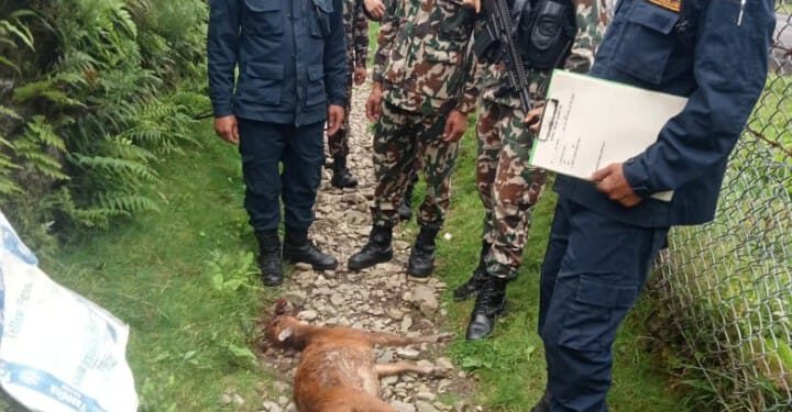 सगरमाथा राष्ट्रिय निकुञ्ज  क्षेत्रमा फेला पर्यो मरेको मृग 