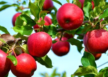 मुस्ताङमा स्याउ टिप्न समयतालिका तय