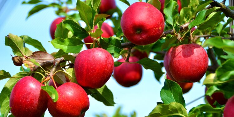 मुस्ताङमा स्याउ टिप्न समयतालिका तय