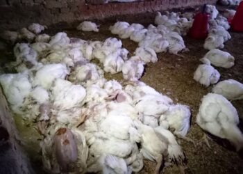 ओखलढुंगामा पहिरोले कुखुरा फर्म पुर्दा, १० लाख बराबरको क्षति