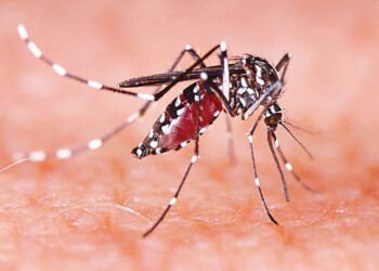 हिमालमा डेङ्गु, सोलुखुम्बुमा मात्रै ३० जना मा सङ्क्रमण 