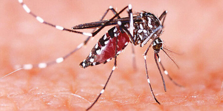 हिमालमा डेङ्गु, सोलुखुम्बुमा मात्रै ३० जना मा सङ्क्रमण 