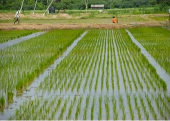  कोशी प्रदेशको धान रोपाइ ९५ प्रतिशत सकियो  