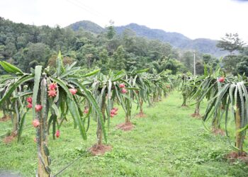 बाँझो जग्गा सदुपयोग गर्न फलफूल खेतीमा जुट्न थाले भोजपुरका किसान