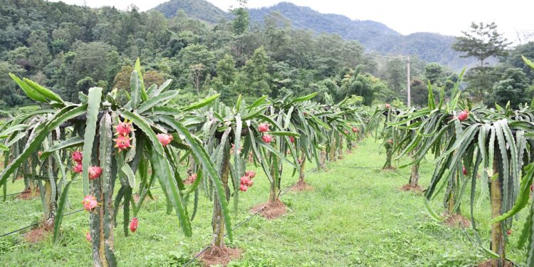 बाँझो जग्गा सदुपयोग गर्न फलफूल खेतीमा जुट्न थाले भोजपुरका किसान